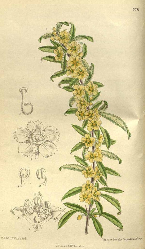 Prinsepia sinensis