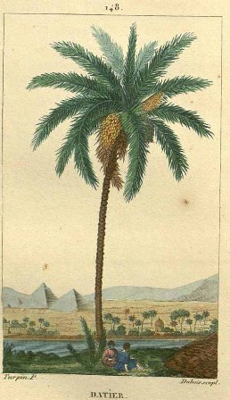 Ďatľová palma