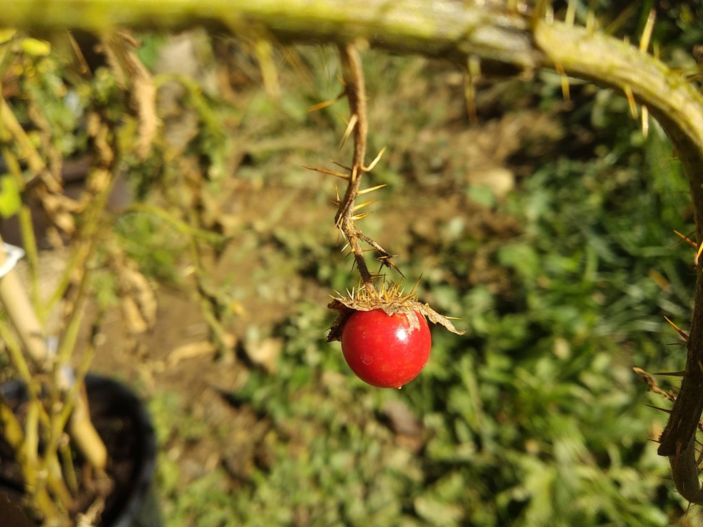 Plod liči paradajka