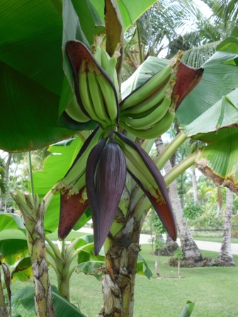 Banánovník - Dominikánska Republika