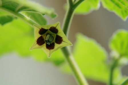 Machovka Peruánska (physalis) - kvet