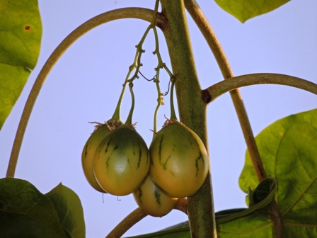 Tamarilo - plod na strome