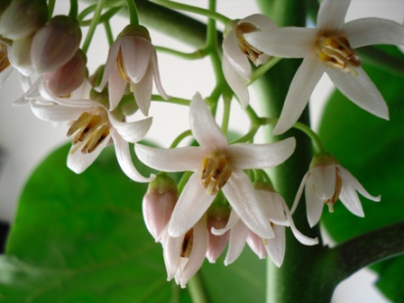 tamarilo - kvet