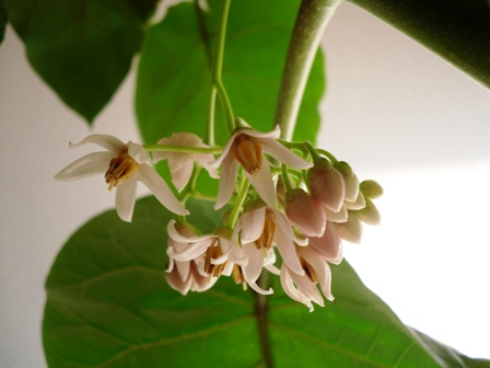 tamarilo - kvet