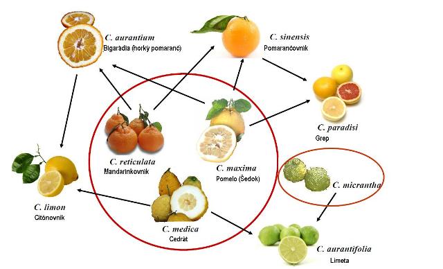 Klasifikacia citrusov