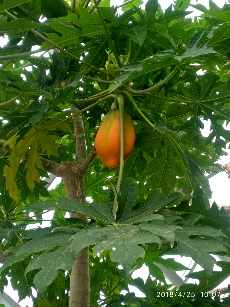Papája plod na rastline